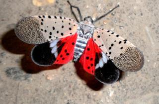 Image of spotted lanternfly with wings open 