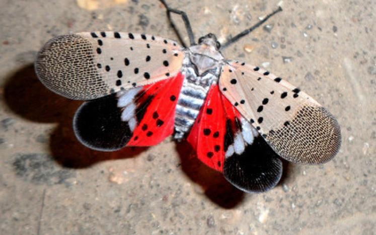 Image of spotted lanternfly with wings open 